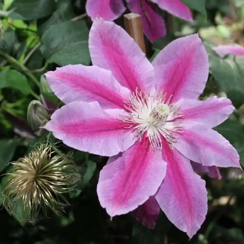A Buen Precio Clematis Dr Ruppel