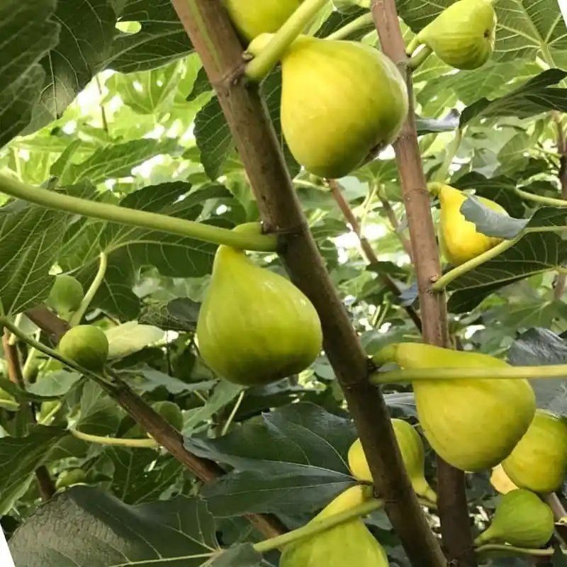 Pago Seguro Higuera blanche