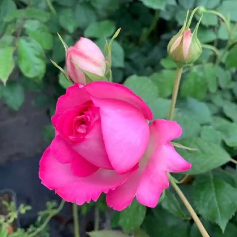 Rosal trepador Cyclamen Pierre de Ronsard Tendencia