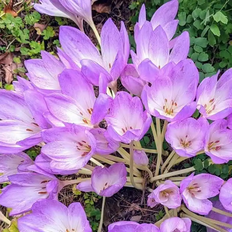Últimas Unidades Colchicum autumnale 1 ud