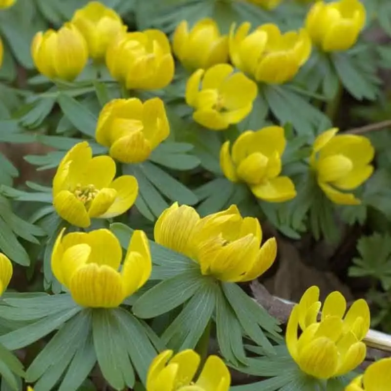 Oferta Especial Eranthis Hyemalis