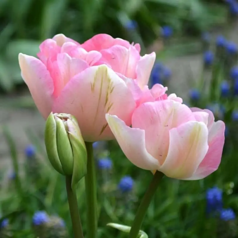 No Te Lo Pierdas Tulipán Angélique Finola