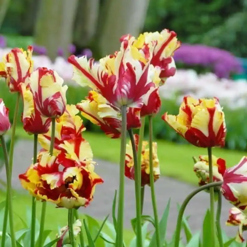 De Moda Tulipán Flaming Parrot