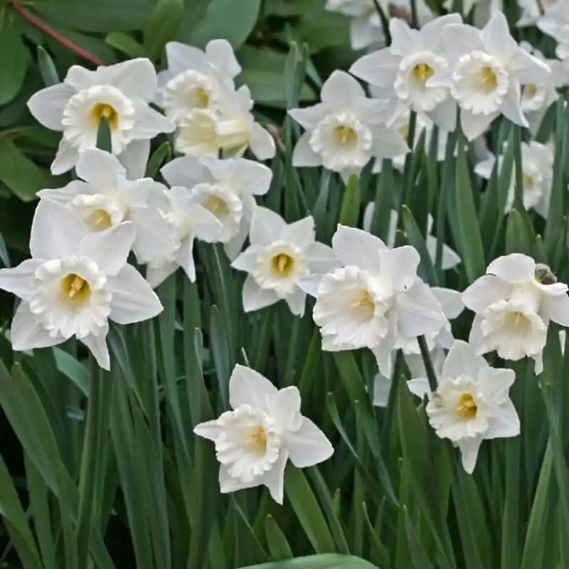 Narciso Mount Hood Profesional