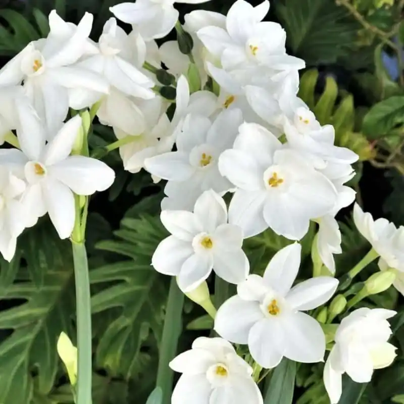 De Moda Narcisos Paperwhite