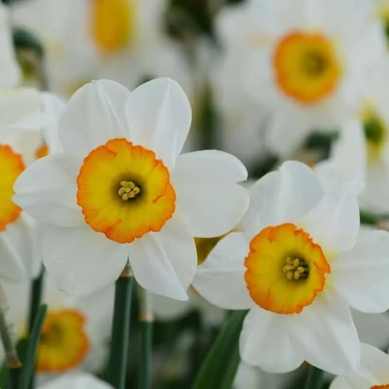 Narcisos Flower Record Gran Oferta