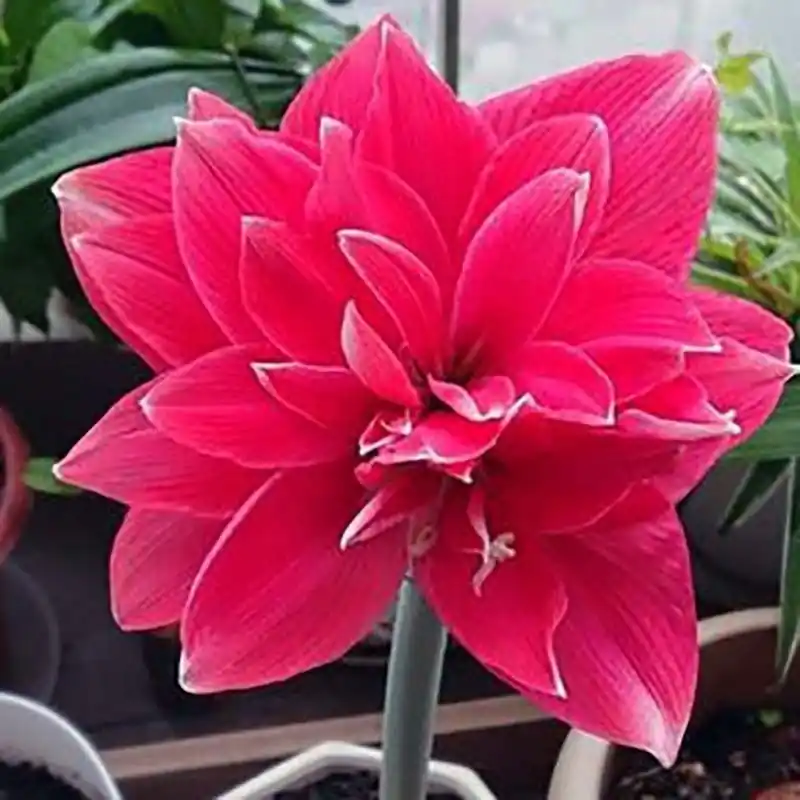 Promoción Amaryllis Double Dream