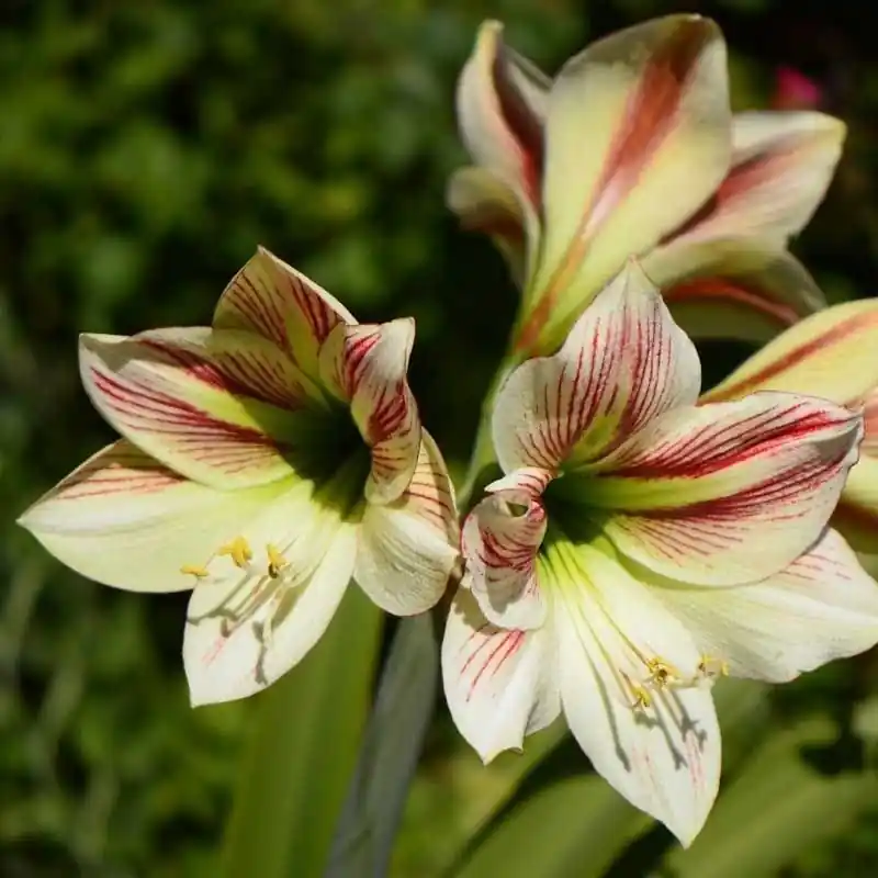 Promoción Exclusiva Amaryllis Ambiance