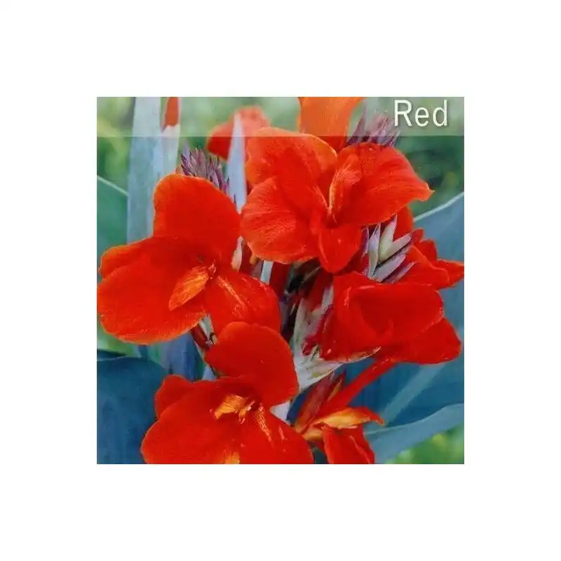 Canna Indica hoja verde rojo 120 cm Mayoreo