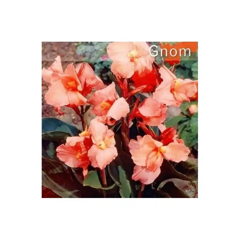 Canna enana Dwarf Pink/ orchid beauty Barato