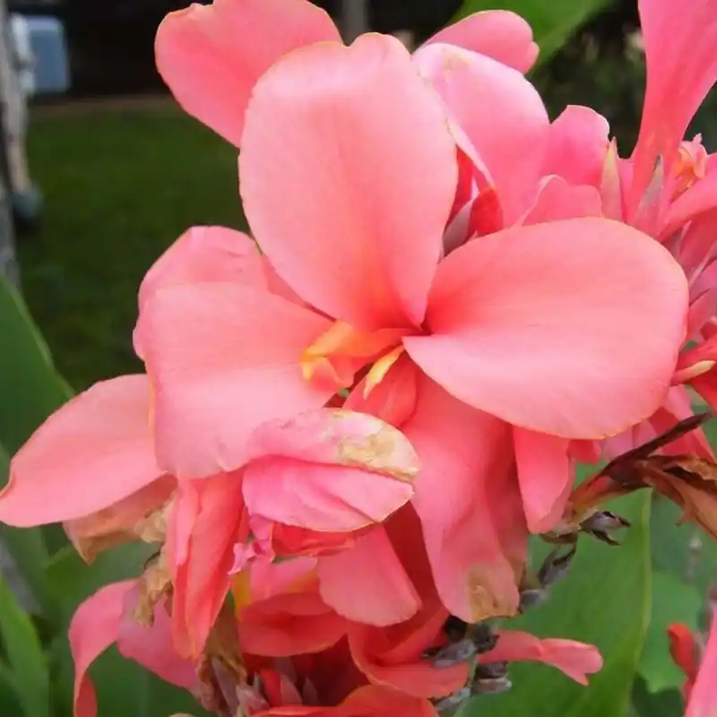 Alta Calidad Canna Diversen China Doll