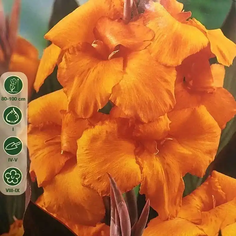 Ordenar Ahora Mismo Canna Indica Hoja Marr/ orange