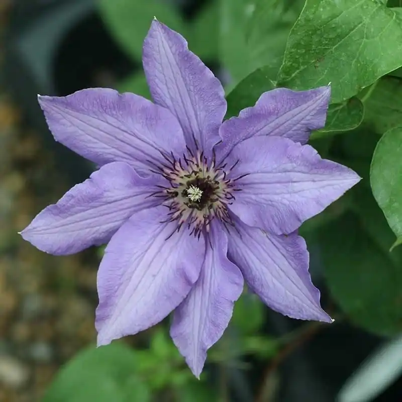 Clematis 'Königskind' Oferta Flash