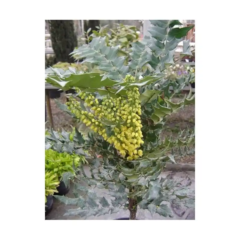 Mejor Calidad Mahonia aquifolium C-14