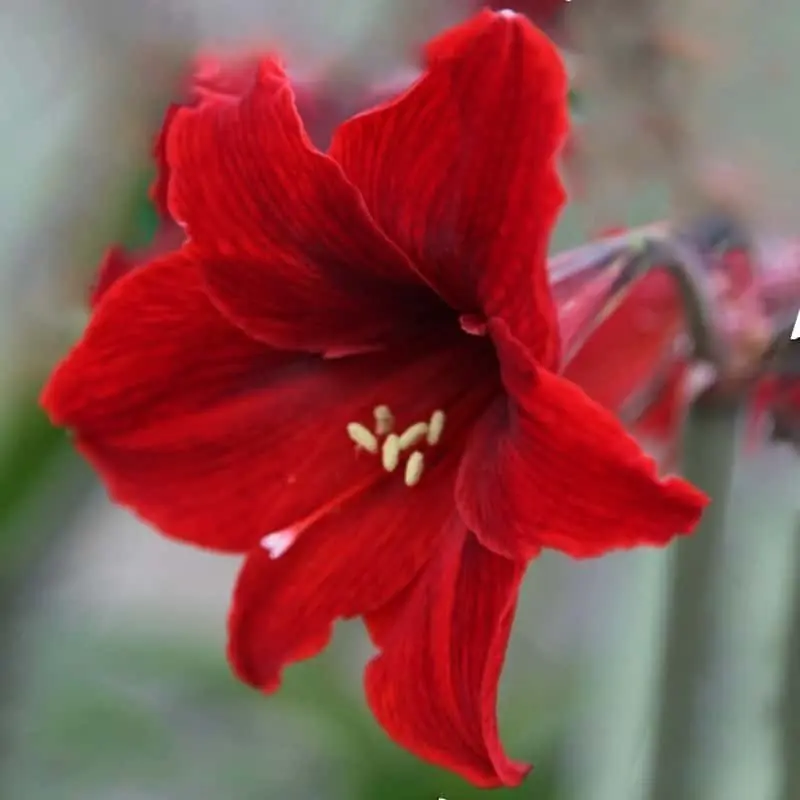 Más Vendido Amaryllis Rápido