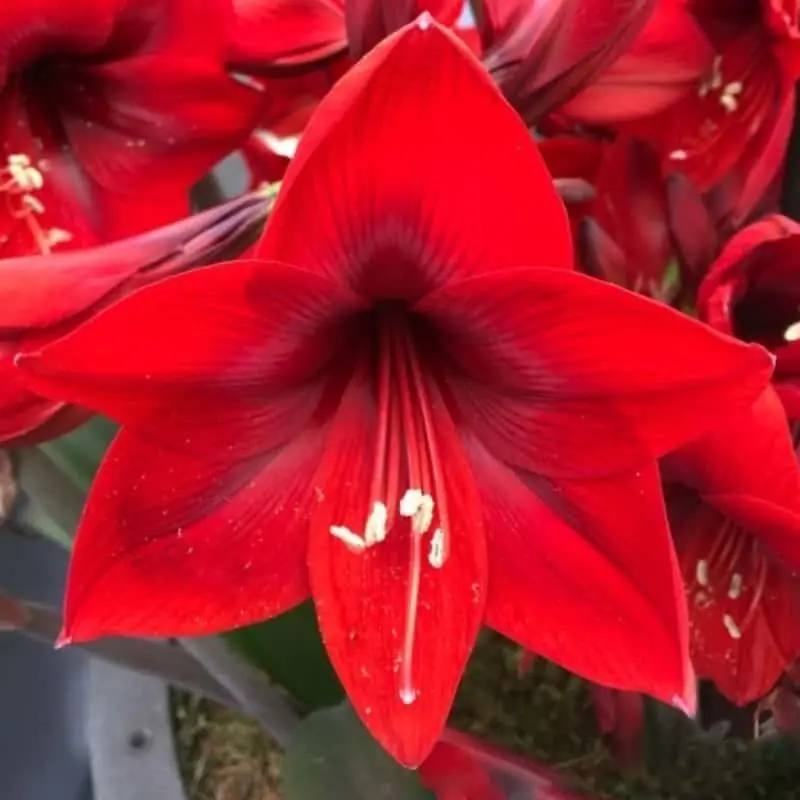 Amaryllis Floris Hekker Oferta De Temporada
