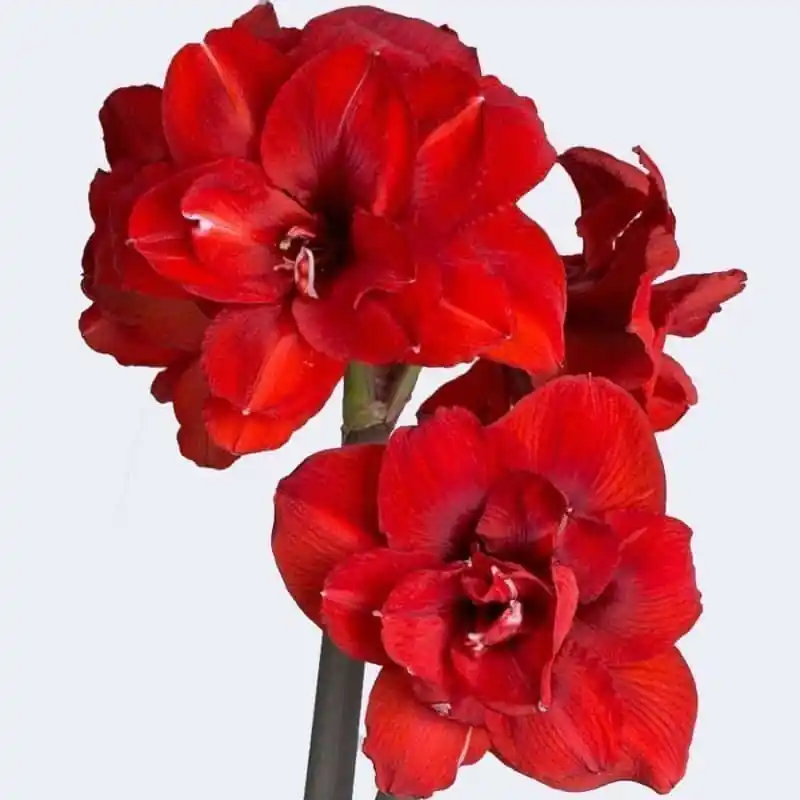 Amaryllis Double Dragón A Buen Precio