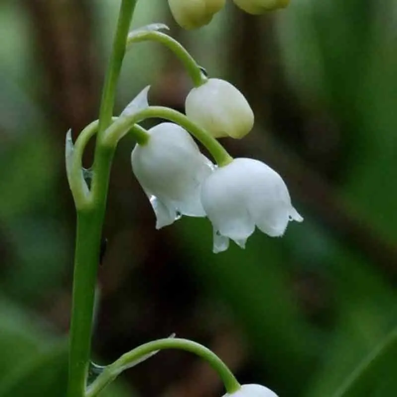 Convallaria Majalis Económico