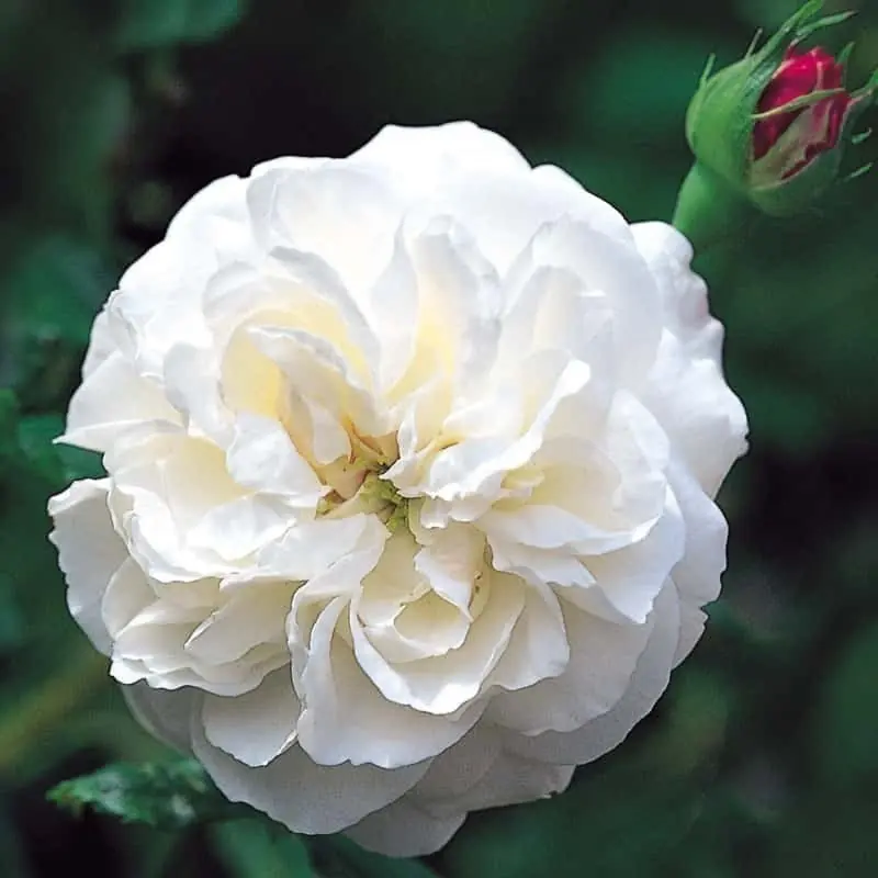 Rosa Boule de Neige Imprescindible (Must-Have)