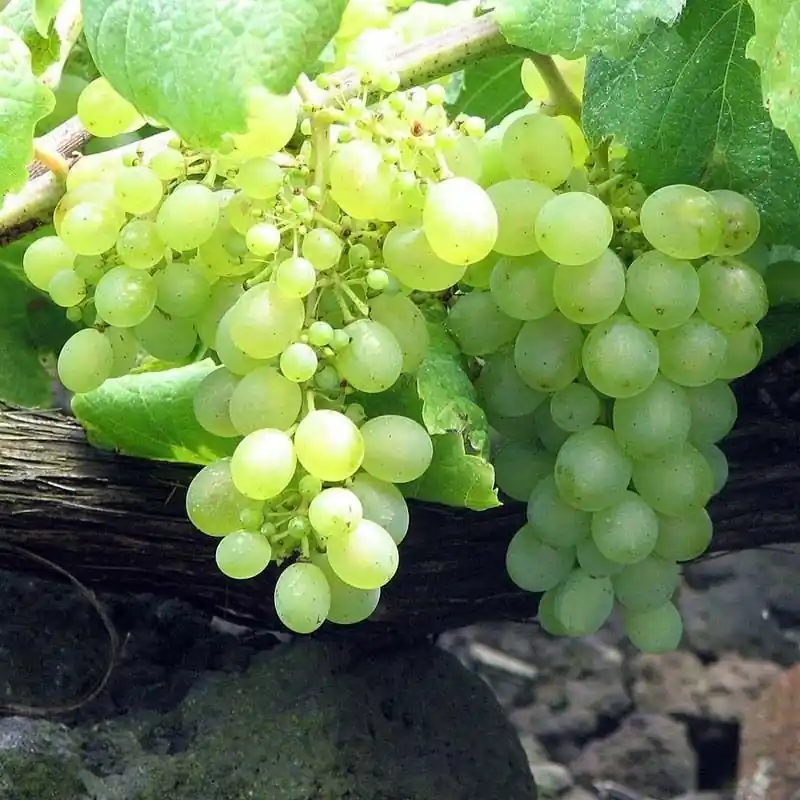 Uva vino Verdejo Devolución Gratuita