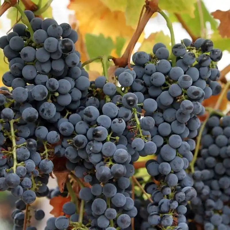 Uva vino Tempranillo Rioja Mejor Calidad