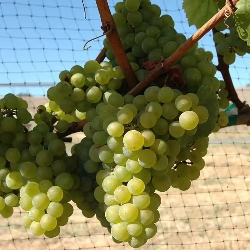 Uva vino Chardoney Lujoso