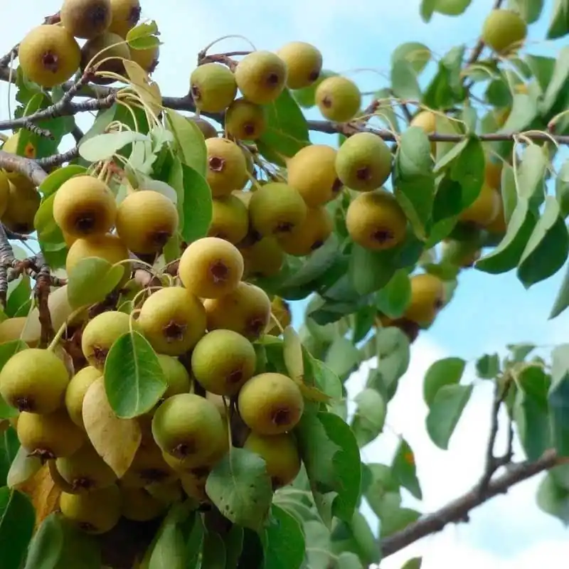 Garantía Incluida Perete, ceremeño