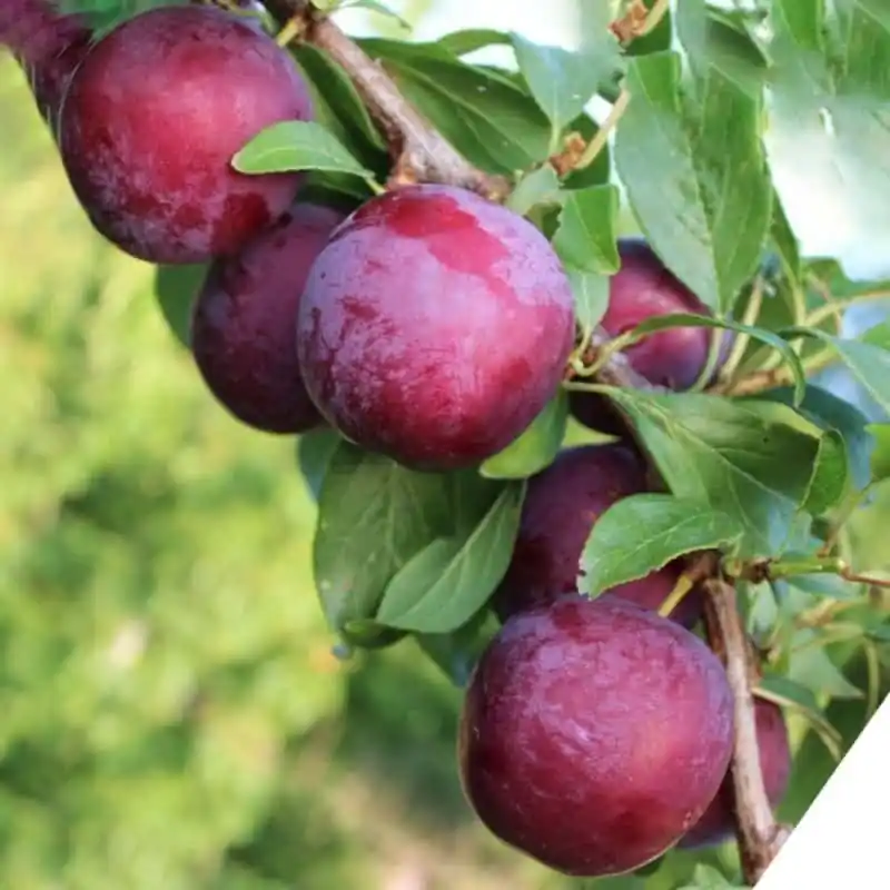 Ciruelo H. Roja Última Oportunidad