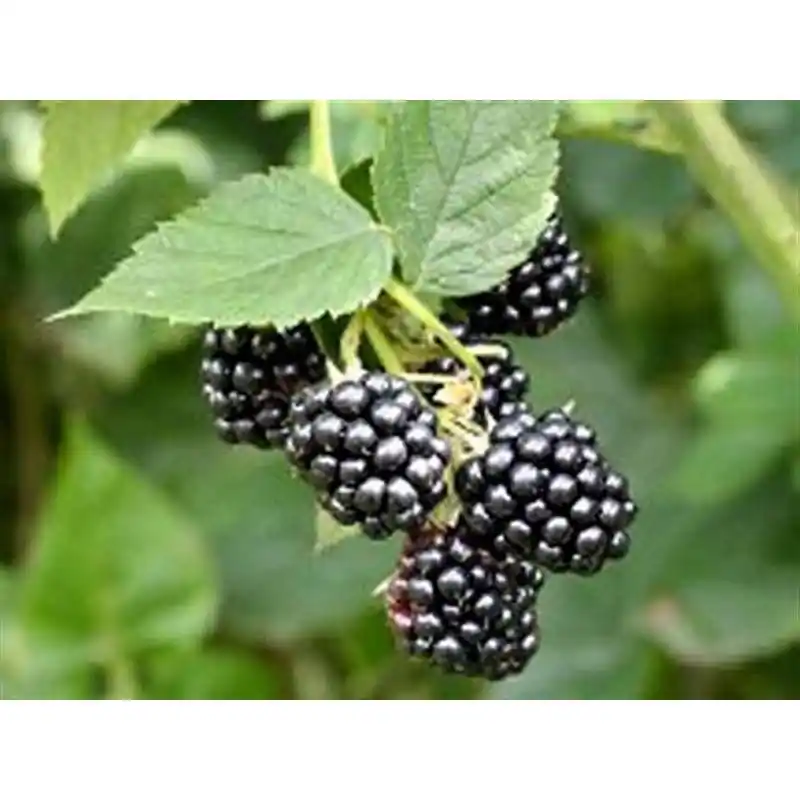 Oferta Rubus fruticosus Black Satin