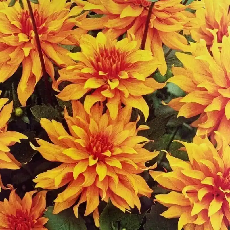 Dalia Autumn Fairy Ordenar Ahora Mismo