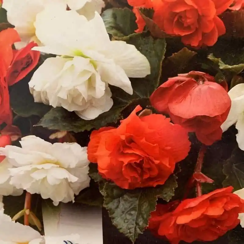 Begonia Cascade odorosa mix Devolución Gratuita
