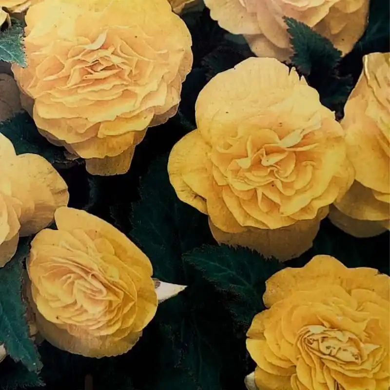 Begonia Non-stop mezcla Rebajas