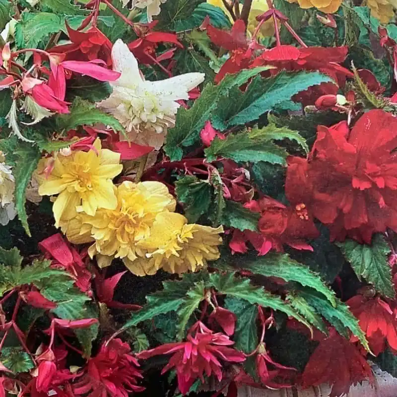Promoción Begonia Pendula Mix 3 ud