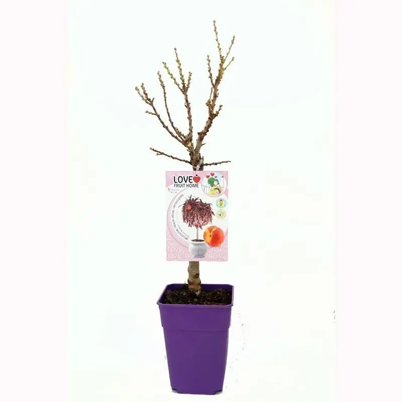 Mayoreo Melocotonero enano Crimson Bonfire en ct 5 L