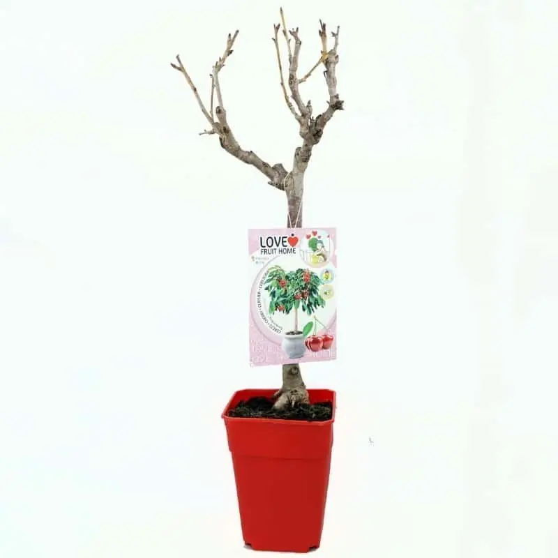 Cerezo enano Garden Bing 5 L Más Vendido