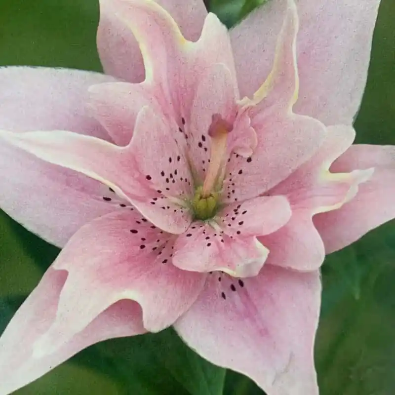 Lilium Elodie Hecho A Mano