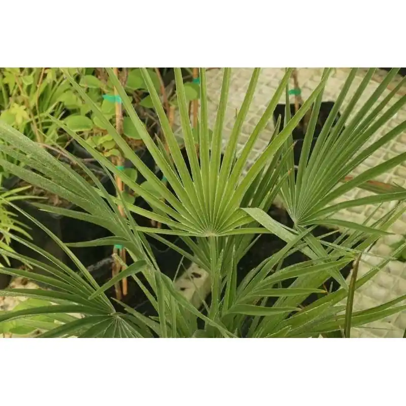 Ordena Ya Chamaerops humilis Cerifera c-20