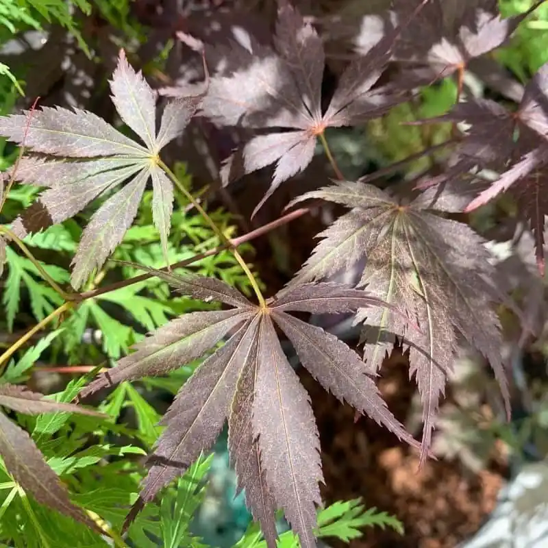 Acer palmatum Black Lace Liquidación