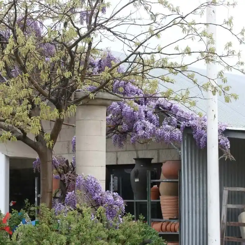 Wisteria Sinensis Prolific Comprar En Línea