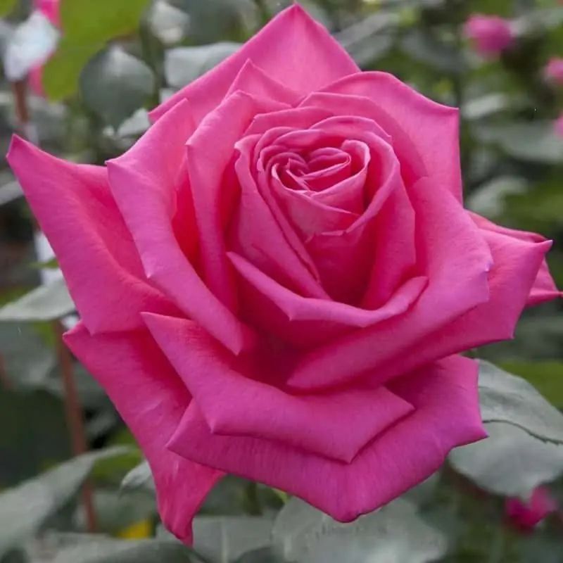 Rosal trepador Lolita Lempicka Descuento