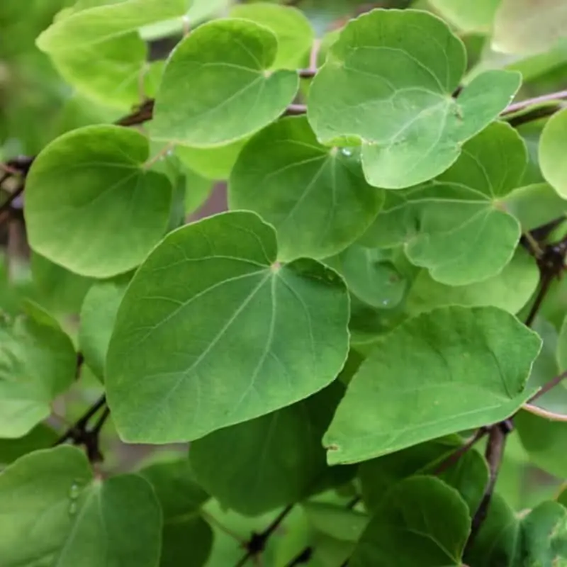 Hecho A Mano Cercidiphyllum japonicum