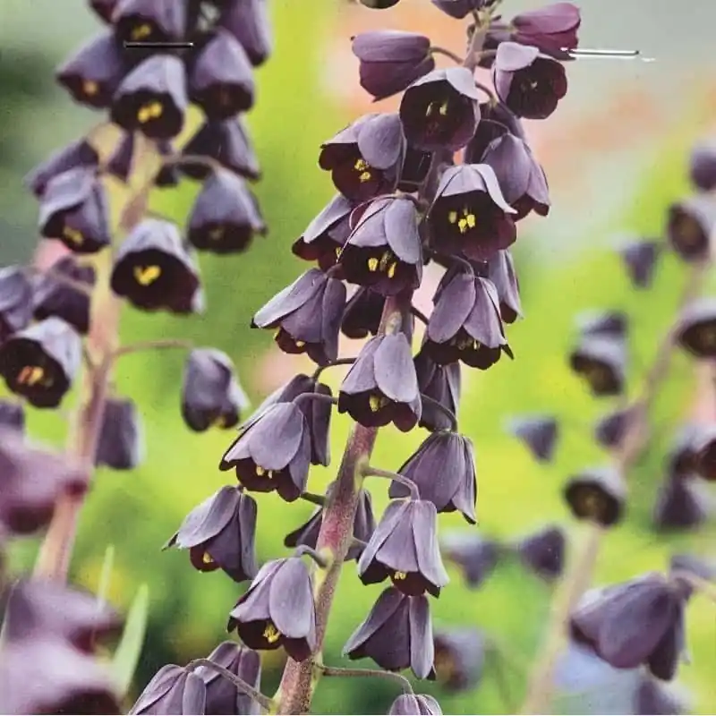 Fritillaria persica Premium