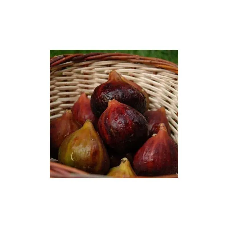 Higuera Rouge de Juillet® A Buen Precio