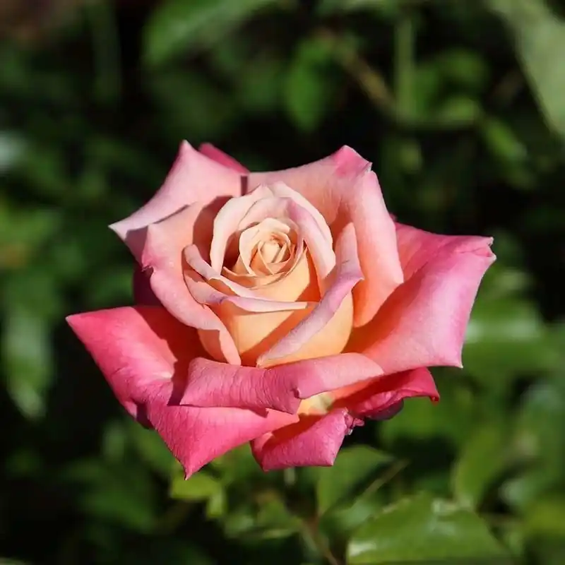 Precio Reducido Rosa Federico Garcia Lorca