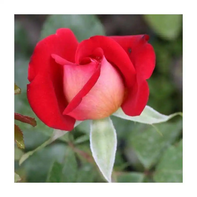 Rosa Gypsy Mejor Precio