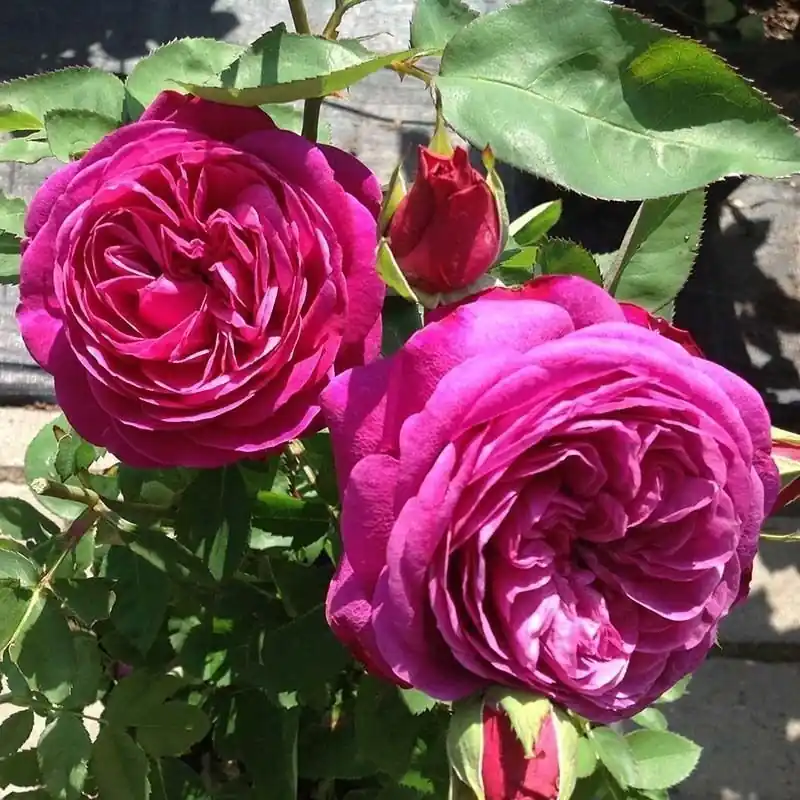 Rosa J.W. Goethe rose Precio Bajo