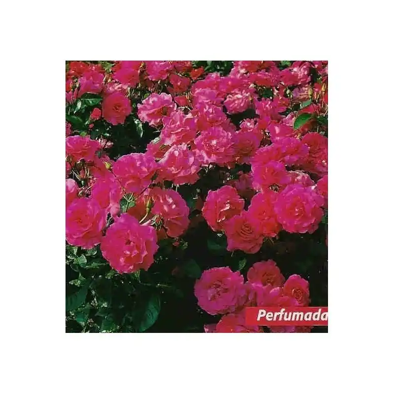 Profesional Rosa Manou Meilland