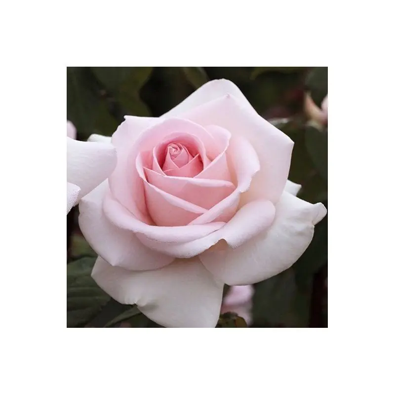 Comprar En Línea Rosa Prince Jardinier