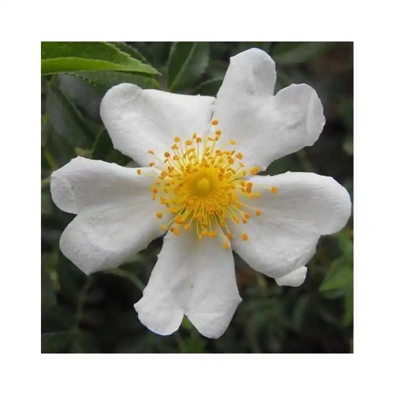 Moderno Rosa Sempervirens
