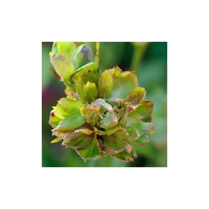 Pedido Al Por Mayor Rosa Viridifolia